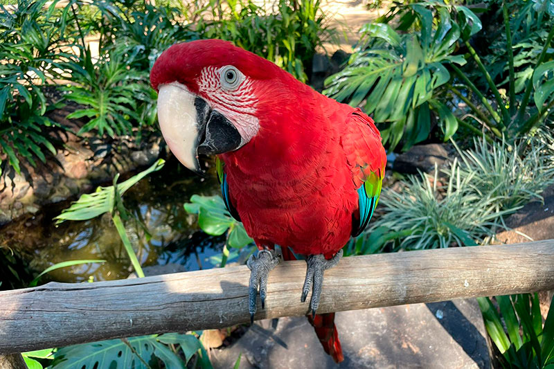 Conheça o Zoo Casa das Araras