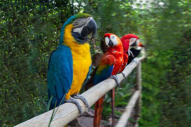 Zoo Casa das Araras