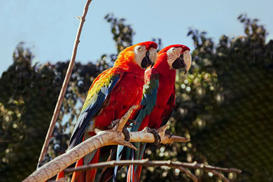 Zoo Casa das Araras