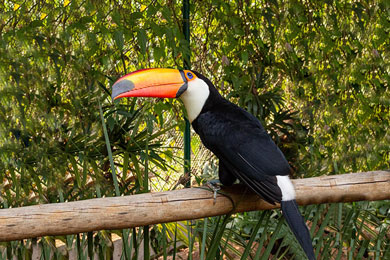 Zoo Casa das Araras